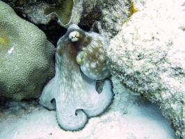 IMG 2976 Common Octopus